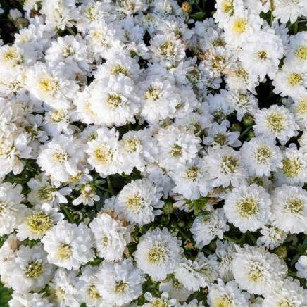 Natural active Roman Chamomile